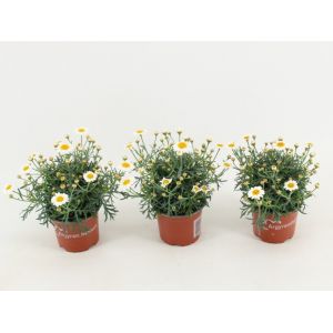 Marguerite Plant