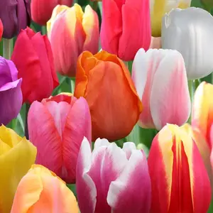 Apollo Tulip Mix Bulbs (8 Pack)