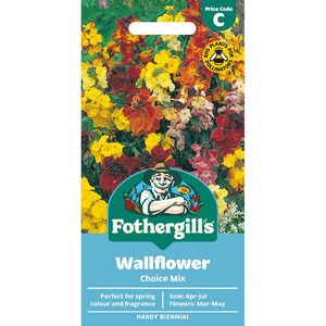 WALLFLOWER Choice Mix Mr Fothergills Seeds