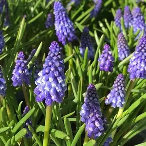 Muscari Emmy Bulbs (15 Pack)
