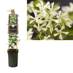 Trachelospermum Jasminoides