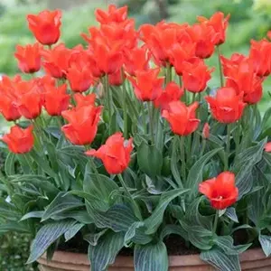 Tulip Little Red Riding Hood Bulbs (10 Pack)