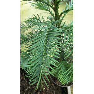 Foliage