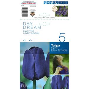 Tulip Bleu Aimable