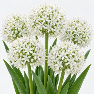 Allium Mount Everest Bulbs