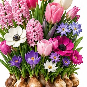 Pink Shades Border Bulb Collection