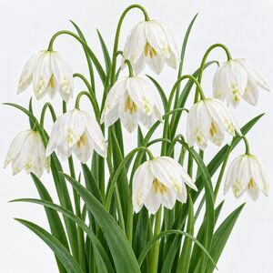 Fritillaria Meleagris Alba Bulbs