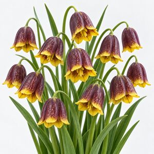 Fritillaria Uva-Vulpis Bulbs