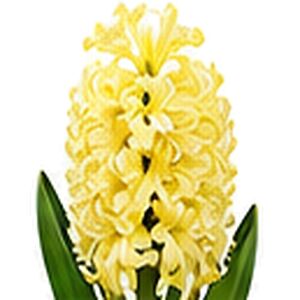 Hyacinth City of Haarlem Bulbs
