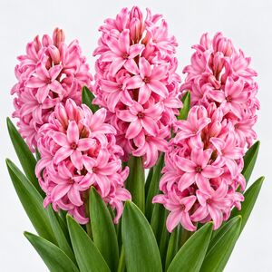 Hyacinth Pink Pearl Bulbs