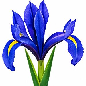 Iris Reticulata Purple Gem Bulbs