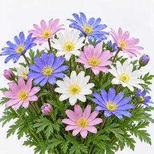 Anemone Blanda Mixed Bulbs