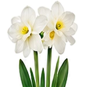 Narcissus Paperwhite Ziva Daffodil