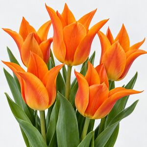 Tulip Ballerina Bulbs