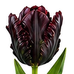 Tulip Black Parrot