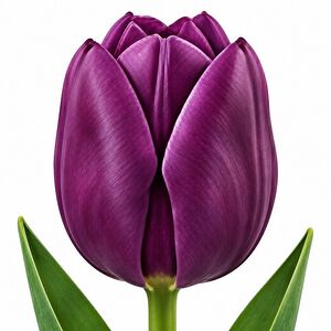 Tulip Negrita