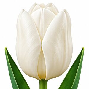 Tulip Purissima