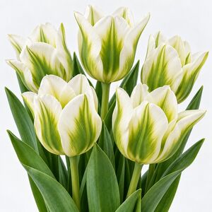 Tulip Spring Green Bulbs