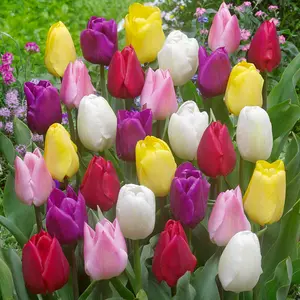 Tulip Bulbs