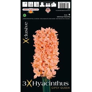 Hyacinth Gipsy Queen Bulbs