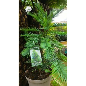 Wollemia nobilis