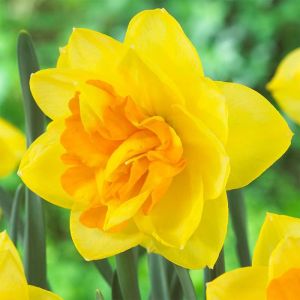 Daffodil Bulbs