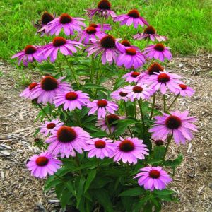 Echinacea Purpurea