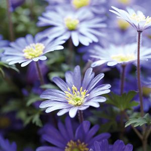 Anemone Bulbs