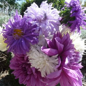 Aster Seeds