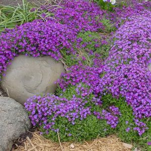 Aubrieta Seeds