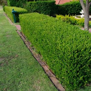 Box Hedging