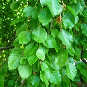 Green Beech Hedging Plants