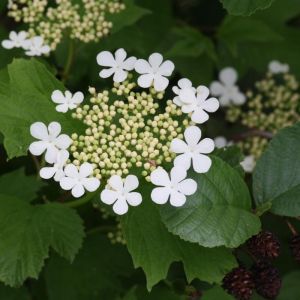 Guelder Rose Plants