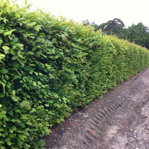 Hornbeam Hedging Plants