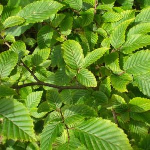 Hornbeam Hedging Plants