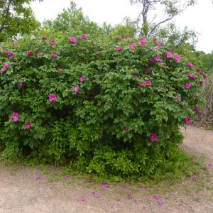 Wild Rose Plants