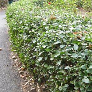 Privet Hedging Plants