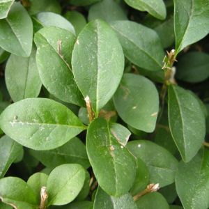 Privet Hedging Plants