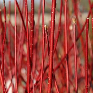 Red Stemmed Dogwood Plants