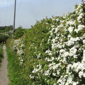 Whitethorn Hedging