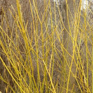 Yellow Stemmed Dogwood Plants