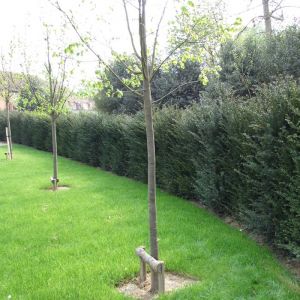 Yew Hedging Plants