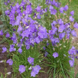 Campanula Seeds