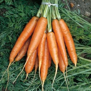 Carrots