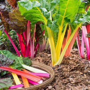 Chard Seeds