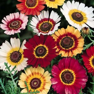 Chrysanthemum Seeds