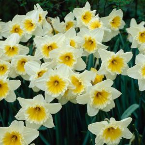 Daffodil Bulbs