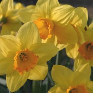 Daffodil Bulbs