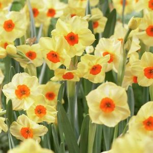 Daffodil Bulbs