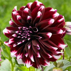 Dahlia Bulbs